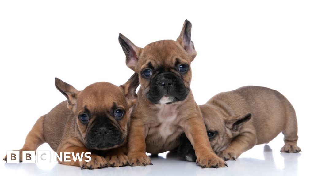 Illegal bulldog breeders PosherBulls ordered to pay £450k