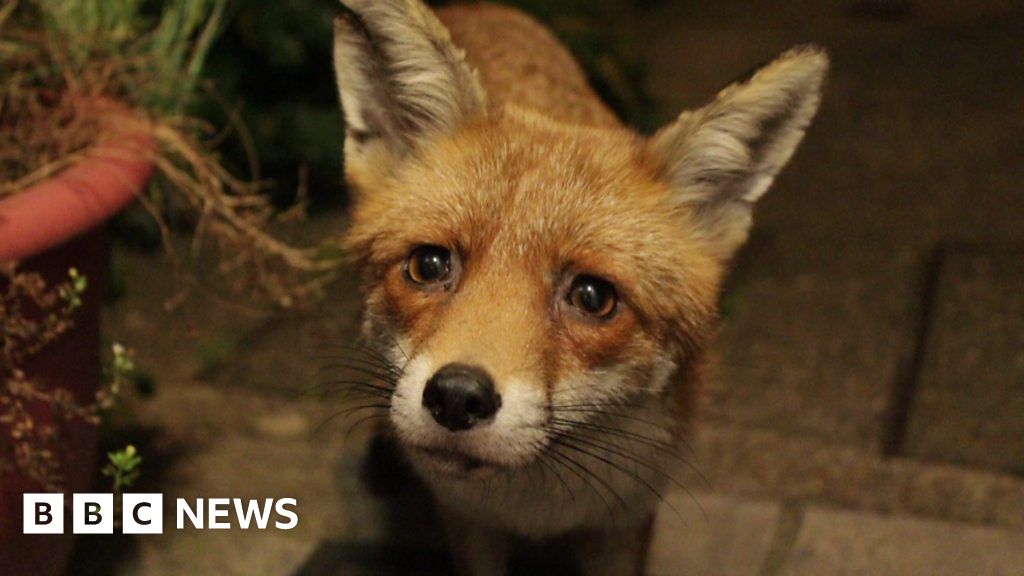 How one man befriended an urban fox