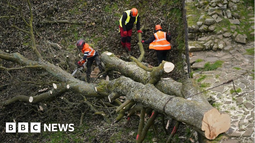 Two charged over Sycamore gap tree