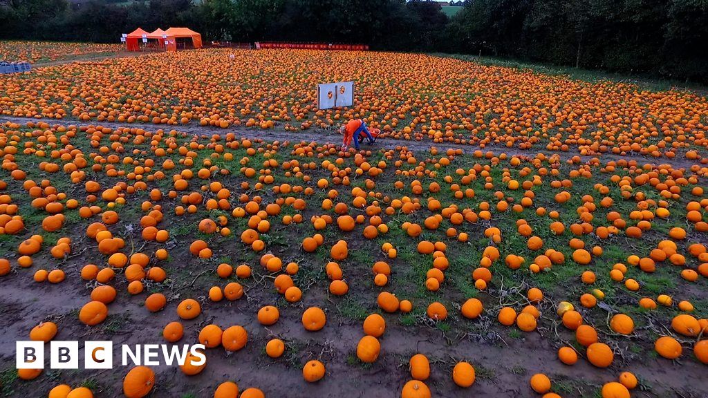 James and the giant pumpkin patch in Nottinghamshire - BBC News