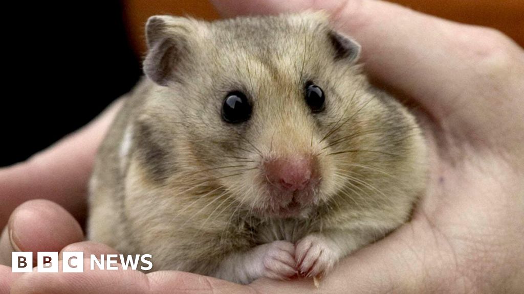 Vet quoted £500 to remove hamster's teeth