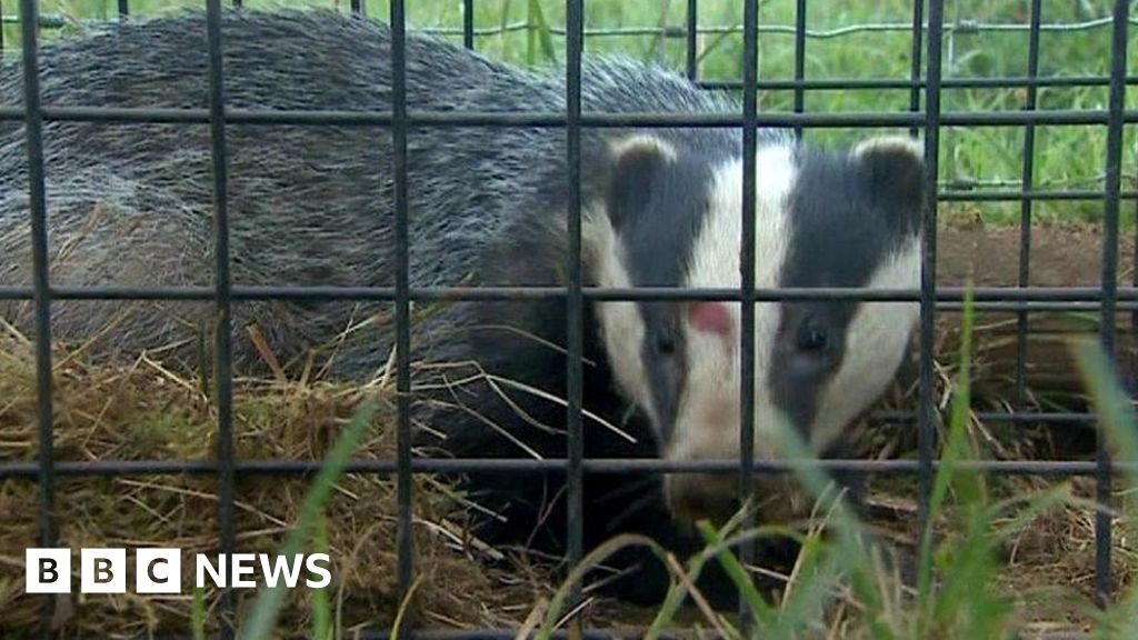 Badger kill trial farms revealed after Welsh Government 'error'