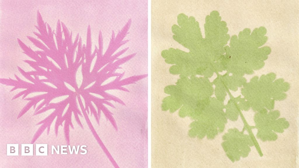 Art in lockdown: Making anthotype plant prints