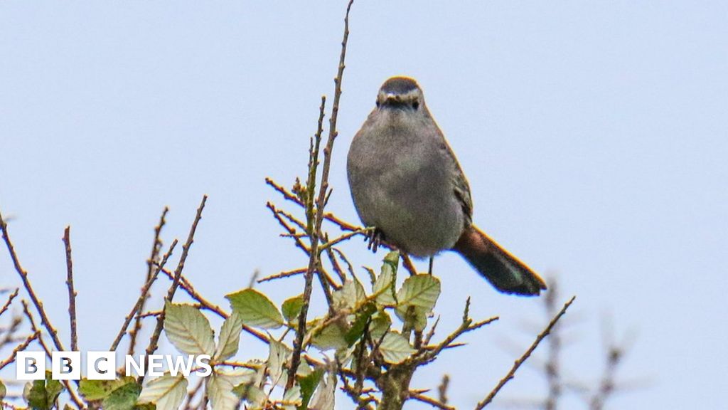 Rare bird sighting sees hundreds travel to Land's End - Flipboard