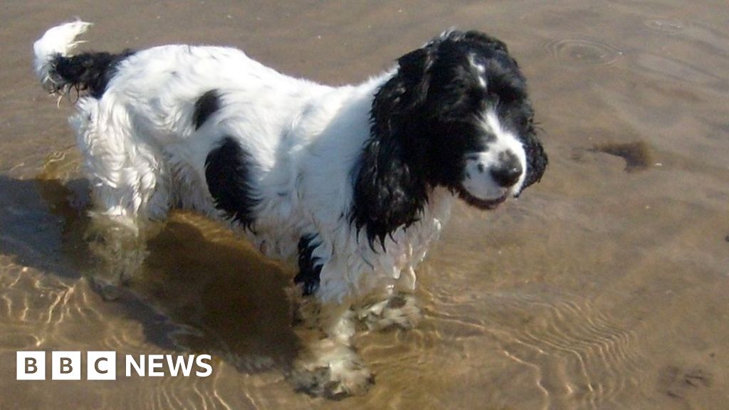 Appeal to Lancashire pet owners to register dogs for blood donations