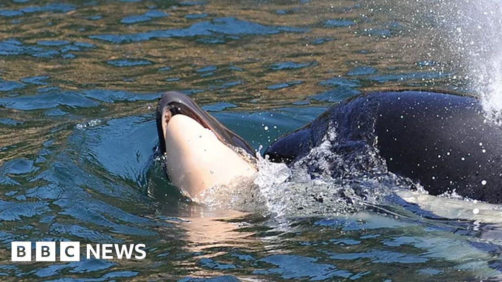 baby killer whales