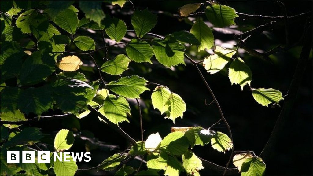 MPs question ministers on tree-planting plans