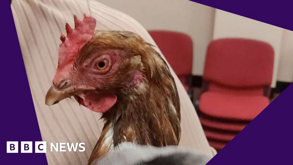 Hens, lost engagement rings and other odd polling station stories