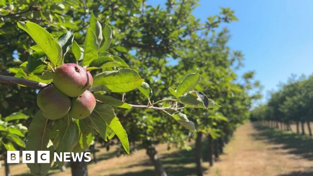 bbc.co.uk - Macey Turner - Calls for States to permit voluntary farm workers on Guernsey