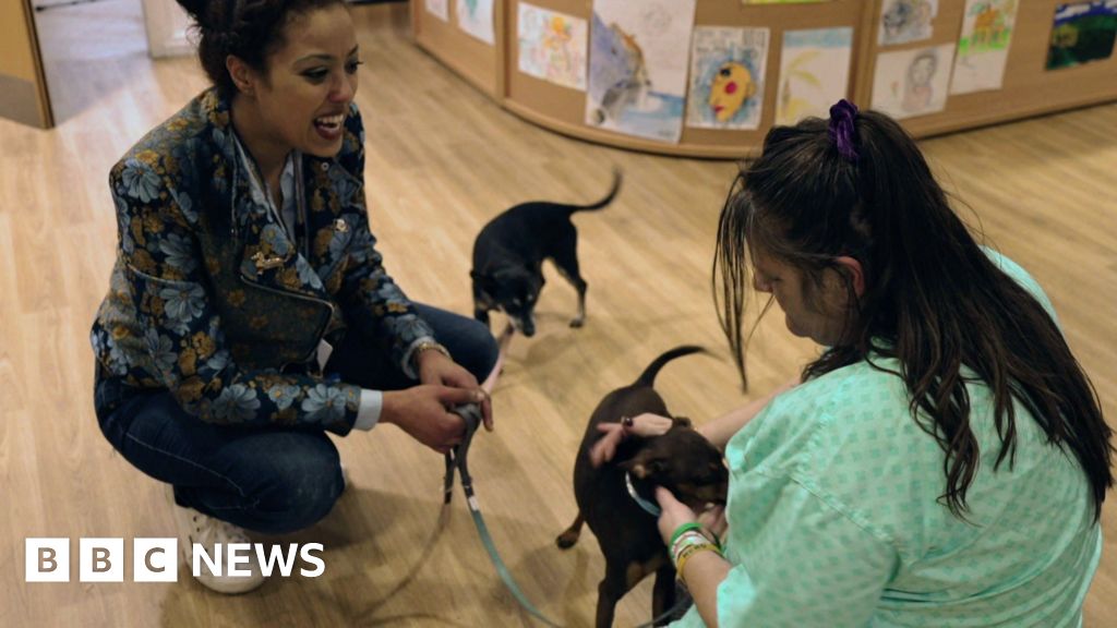 Dogs, tea, snacks: an alternative mental health A&E