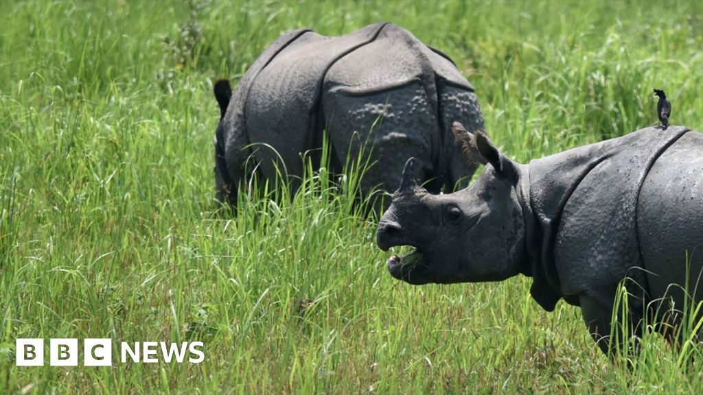 Kaziranga: The park that shoots people to protect rhinos - BBC News