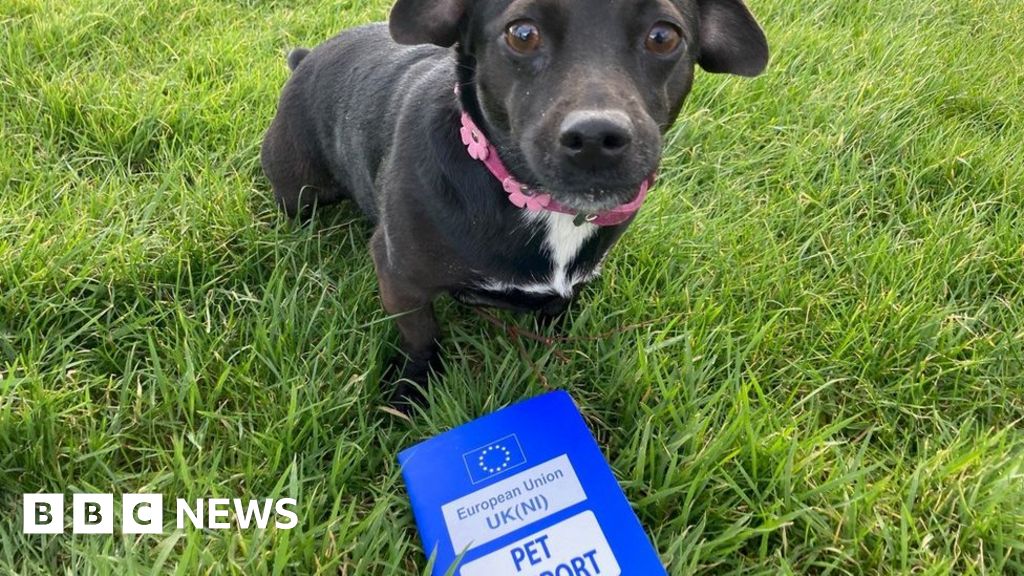 can you take dogs on ferry to northern ireland