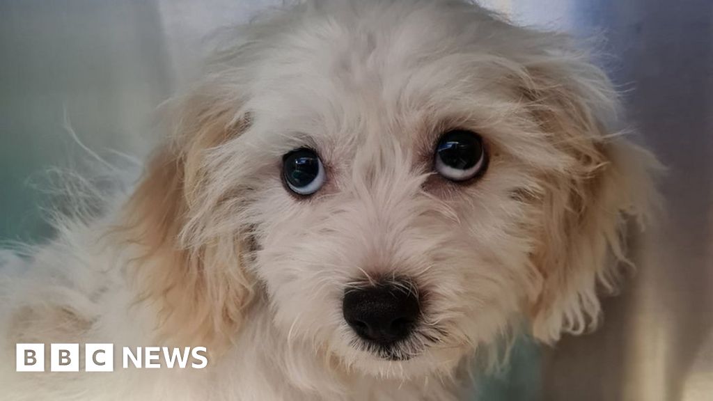 Puppy swallows 20 coins from Derby owner’s purse