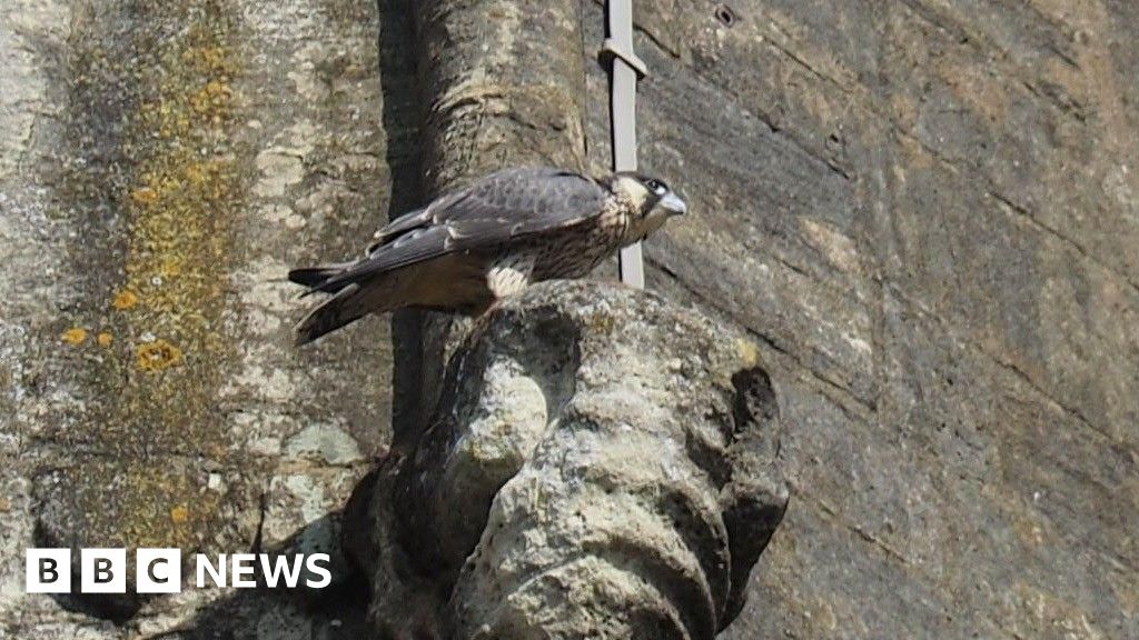 Multiple Peregrine Falcon Broods Successfully Fledge Across US, UK Sites