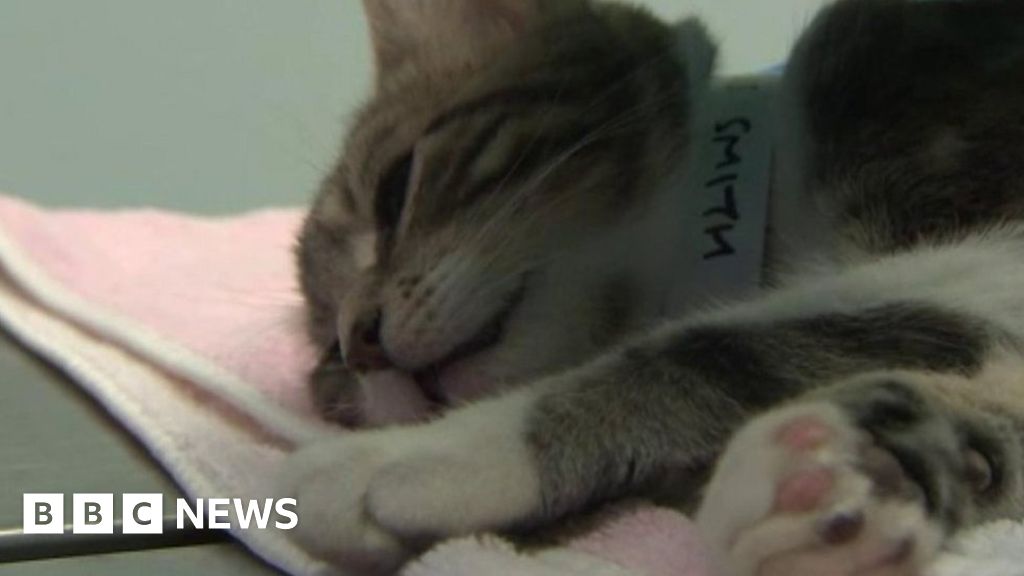 Scheme to reduce stray cats in Sheffield BBC News