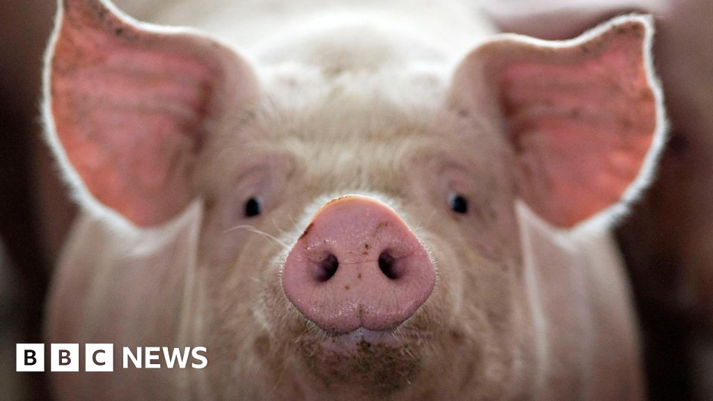 Fifty pigs stolen from Suffolk countryside 