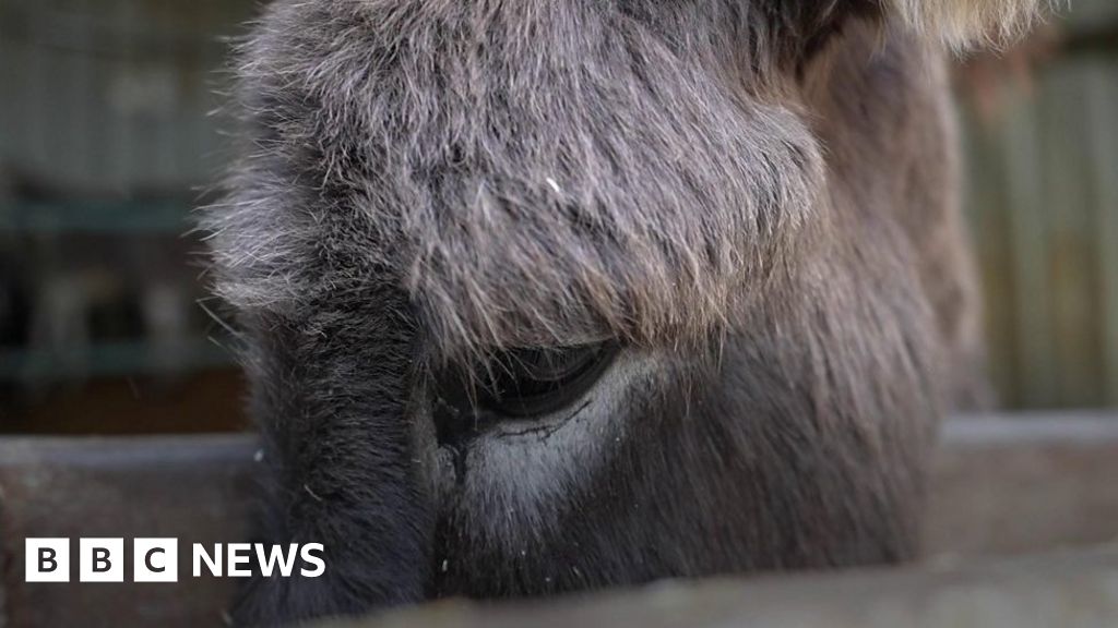 Saving donkeys in the Holy Land