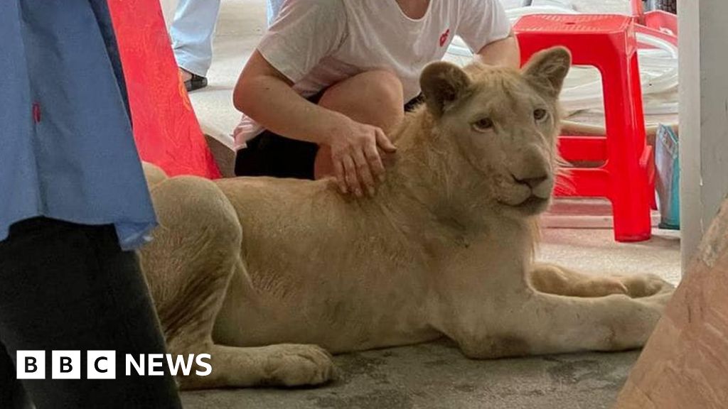 Pet lion confiscated in Cambodia after TikTok videos - BBC News