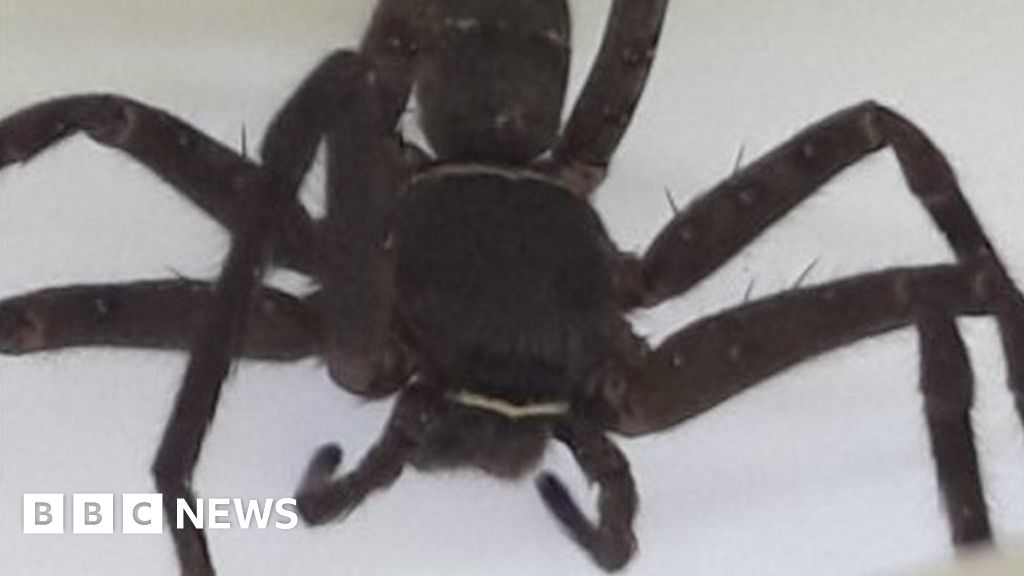 Giant spider found in shipping container in Scotland - BBC News