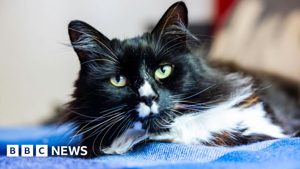 Cat of the Year: London safe house pet Marley wins national award