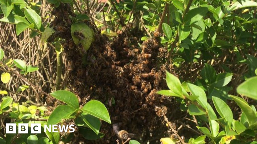 'Thousands Of Bees Filled Our Garden'