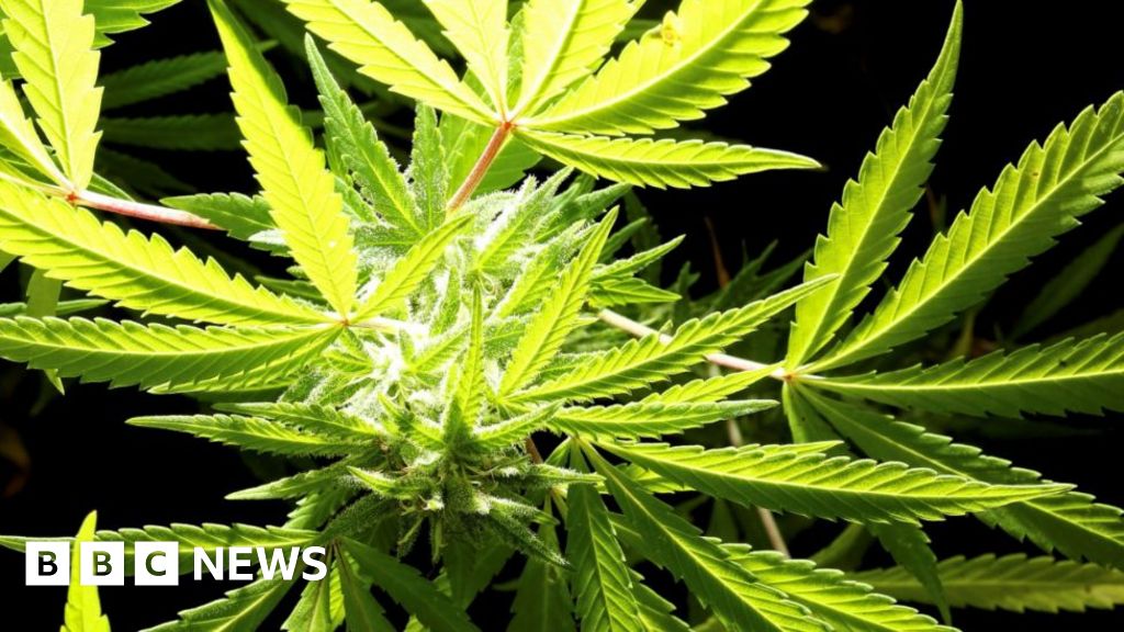 bbc.co.uk - Caitlin Klein - Medical cannabis making policing 'complex' despite fewer offences