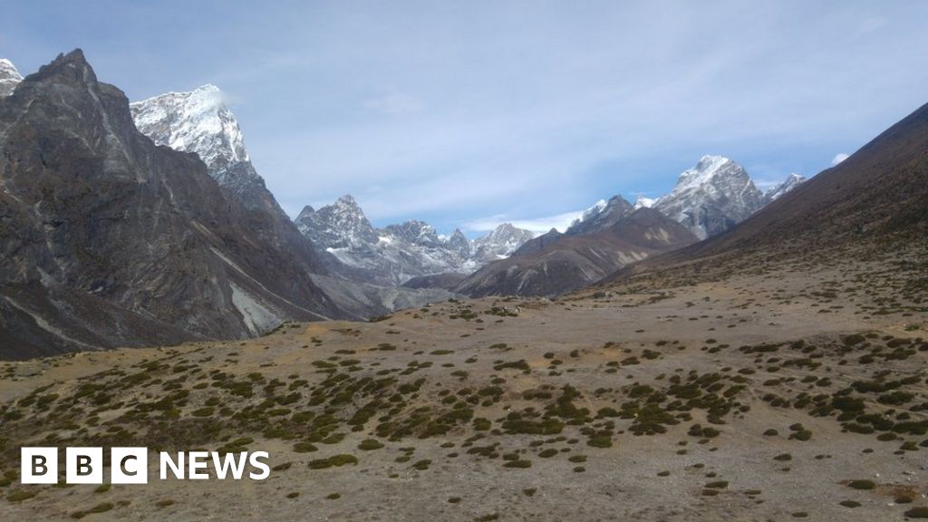 Plant life 'expanding over the Himalayas' - BBC News