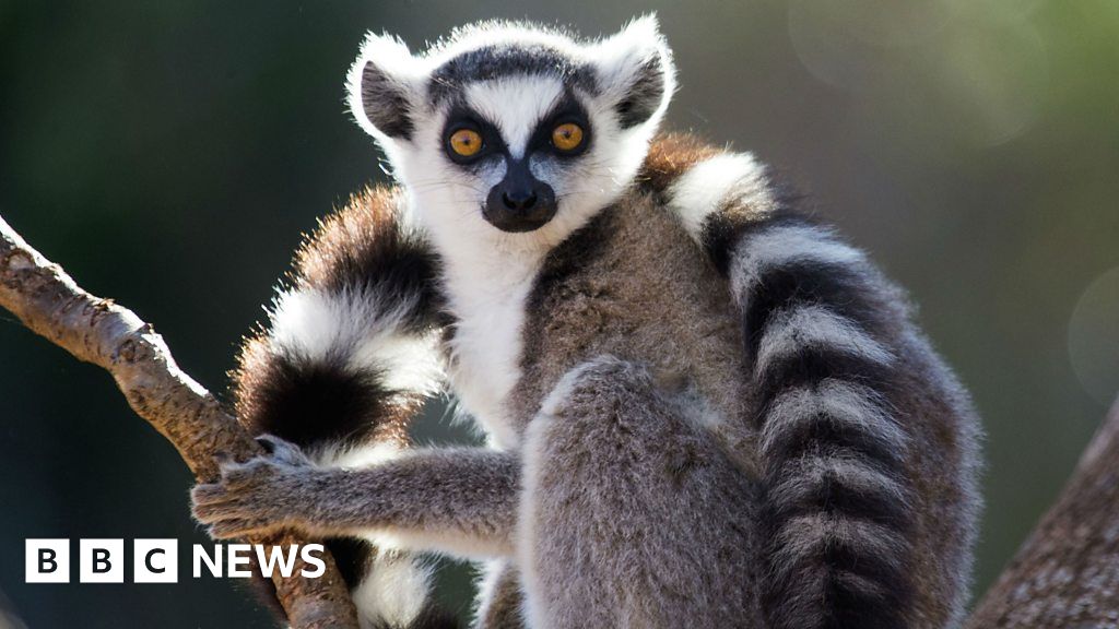 Primate Extinction 'We could lose the lungs of the earth' BBC News