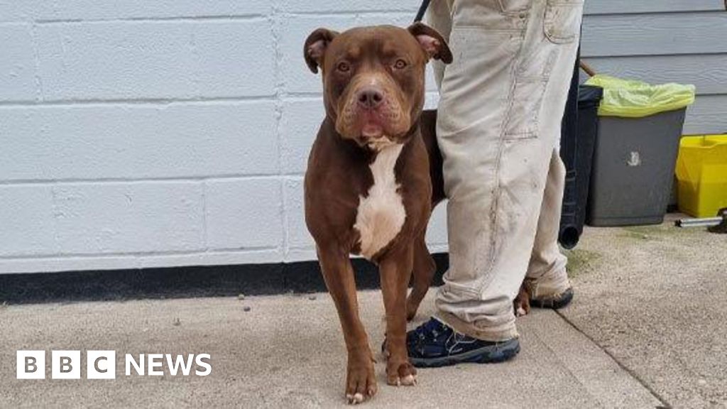 Pet Attacked By Bully XL And Two Other Dogs In Park Dies