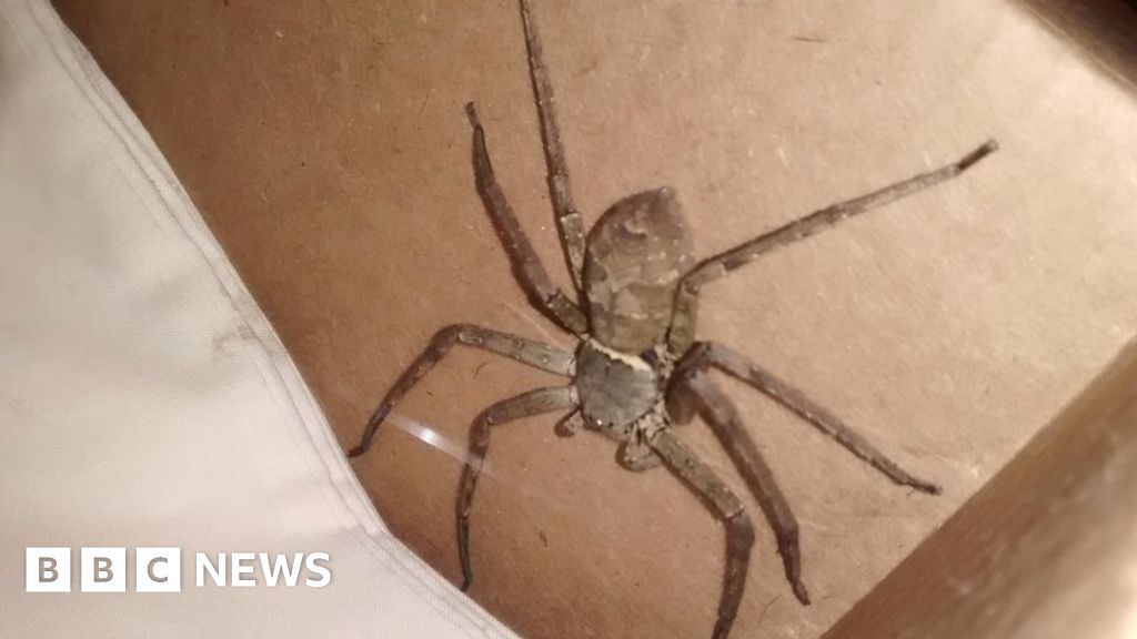 spider found by Suffolk staff in shipping container from Japan - BBC News