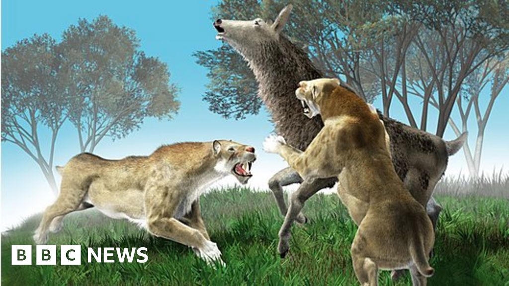 Sabre-toothed cat, Size, Extinction, & Facts