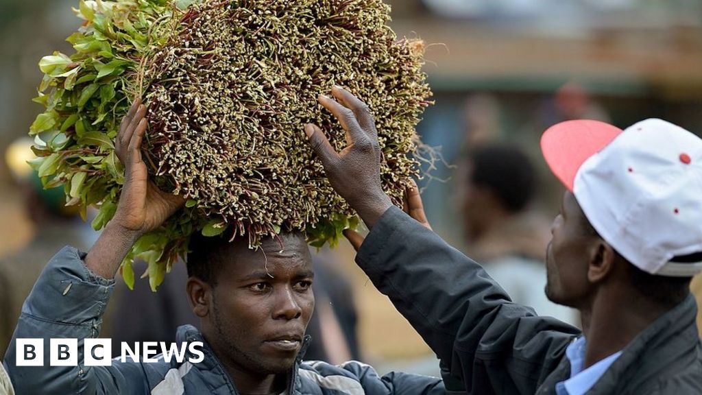 Somalia's coronavirus khat bans leaves chewers in a stew - BBC News