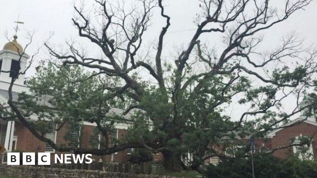 Muchloved Washington oak tree' cut down BBC News
