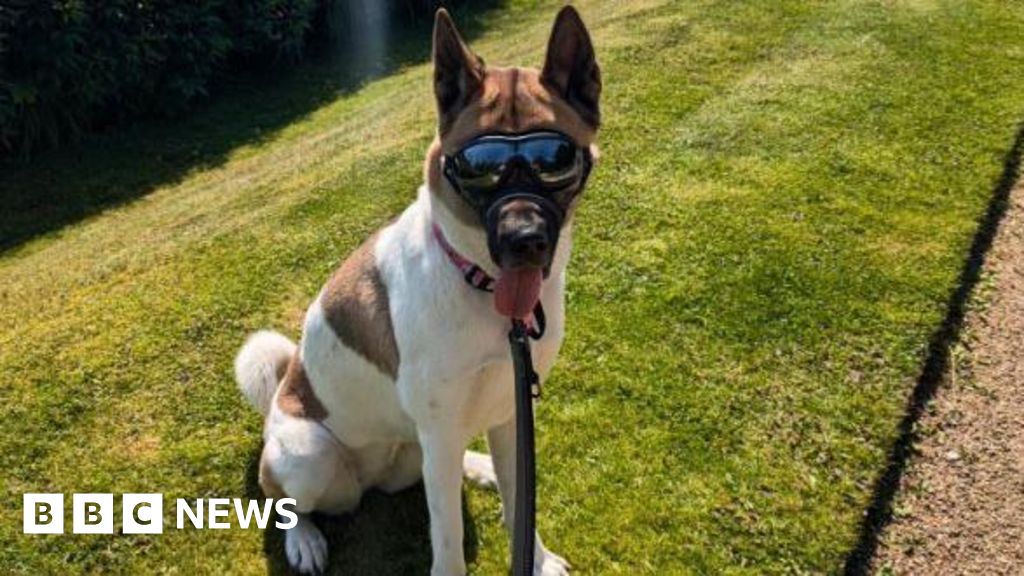 The dog with sunglasses saved my life