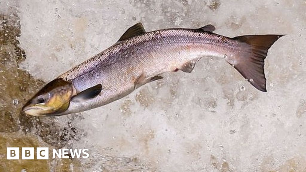 R4577) SUSSEX SALMON 2 THE CHERRY SALMON KEN SAWADA チェリー R4577) SUSSEX SALMON 2 THE CHERRY SALMON KEN SAWADA チェリー