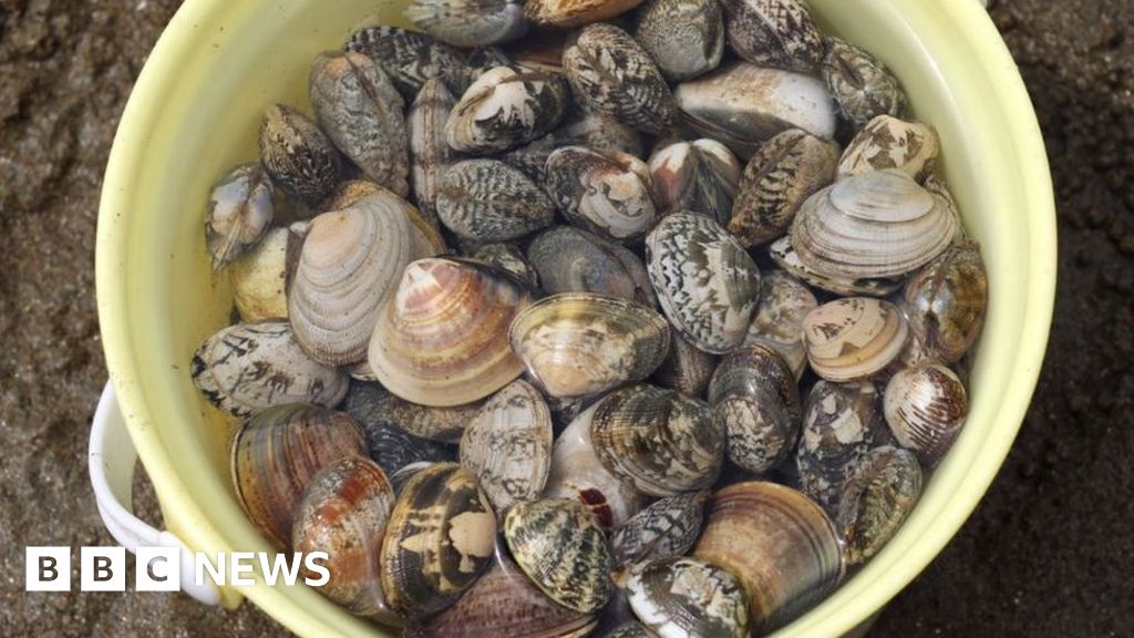 Baltic Sea clams 'giving off as much gas as 20,000 cows' BBC News