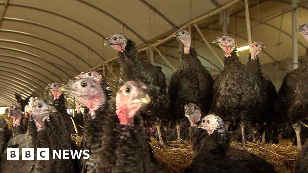 Jimmy's Farm Call to vaccinate poultry after 2022 bird losses