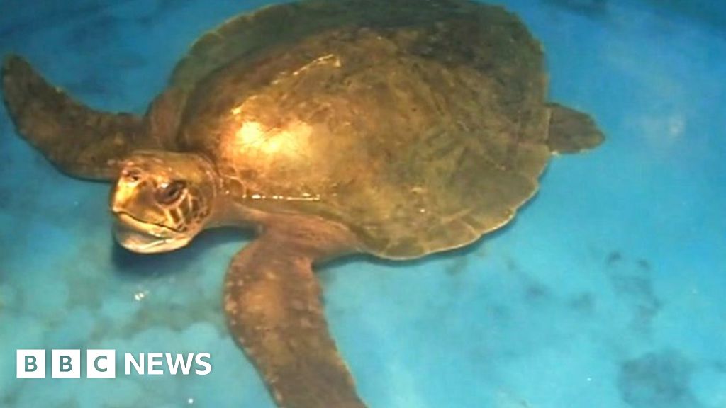 Washed Up Rare Turtle Species Confirmed As Olive Ridley Bbc News 