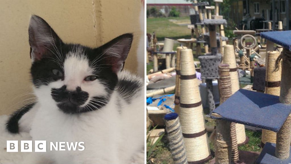 Cambridge cats lose toys in flood at rescue centre BBC News