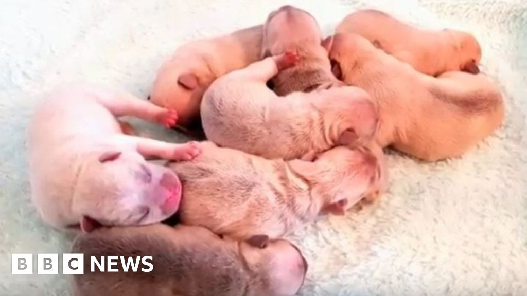 Robbers Steal Eight French Bulldog Puppies In Terrifying Raid