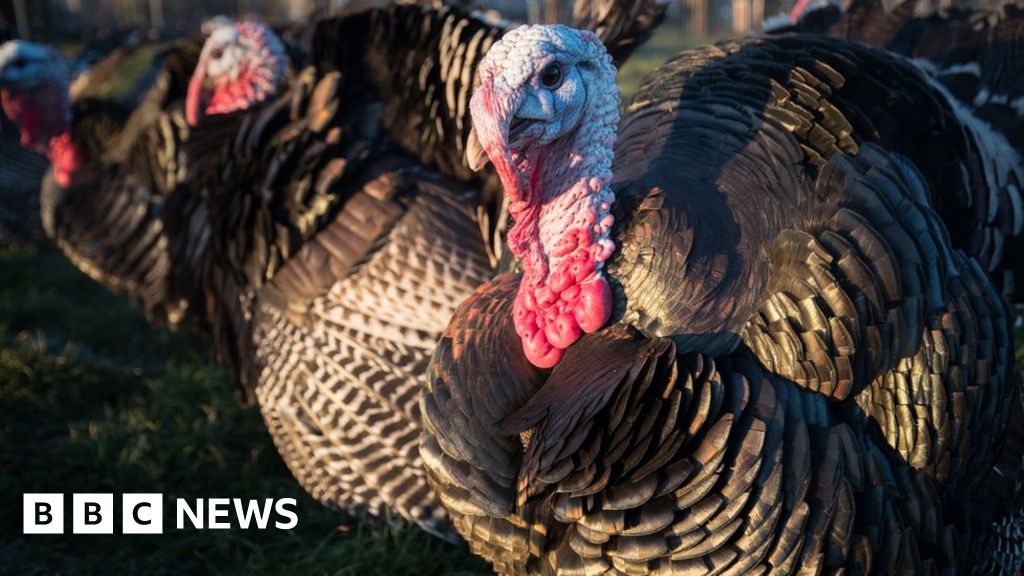 Shocking Truth About Turkey Mites Get Rid Of Them Now - xux8s3j