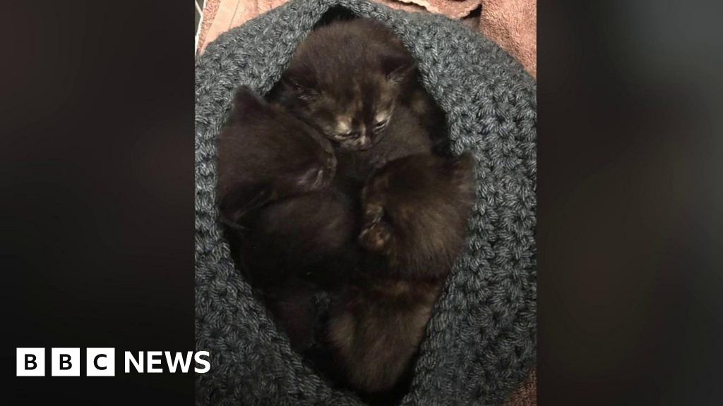 CCTV footage released over kittens dumped in pub BBC News
