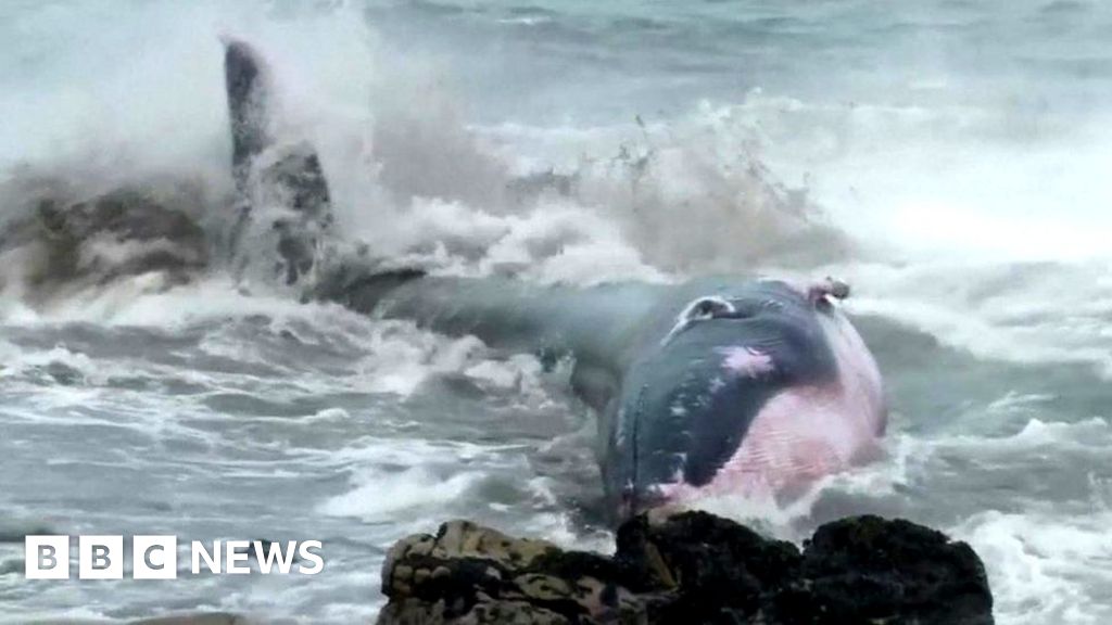 How To Save A Beached Whale Bbc News