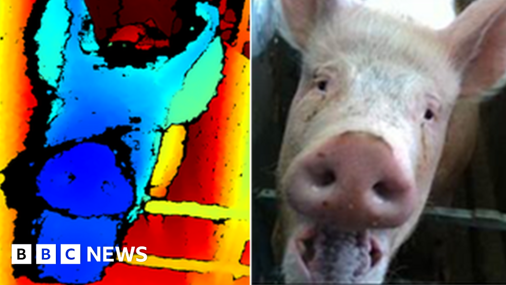 Facial recognition tool 'could help boost pigs' wellbeing'