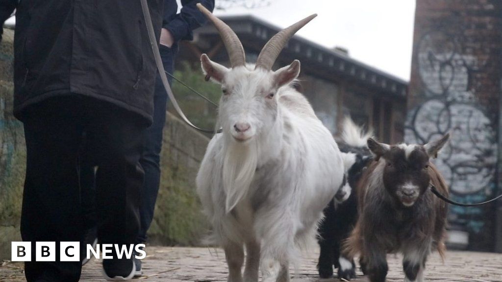 Ouseburn Farm: Charity-run café success and joyful goat walks - BBC News