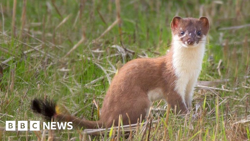 Call for extra £8m to eradicate stoats from Orkney