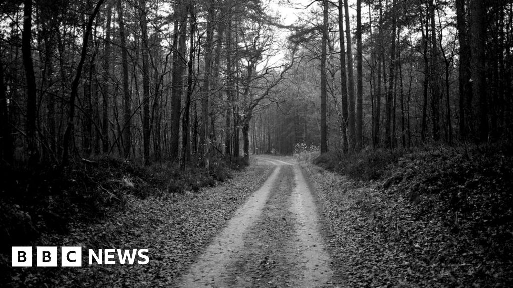 The Silent Forest BBC News