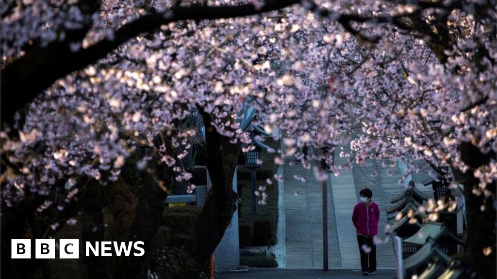 Japan cherry blossom season wilted by the coronavirus pandemic