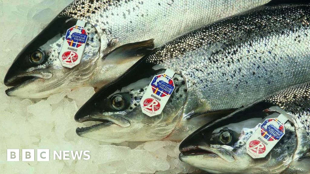 Exports of Scottish farmed salmon leap by 17 BBC News