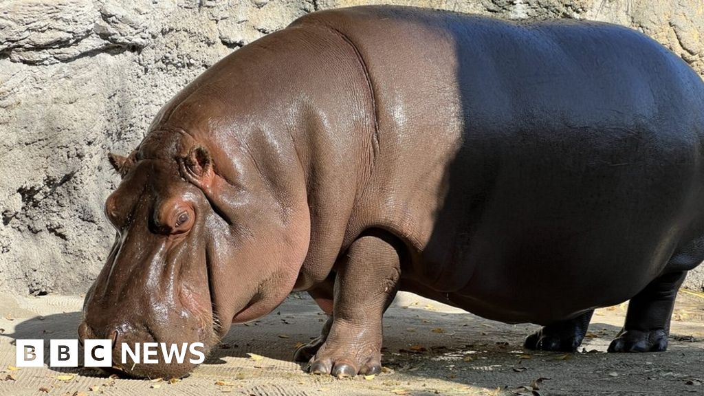 Зоопарк в Япония потвърди че хипопотам смятан в продължение на